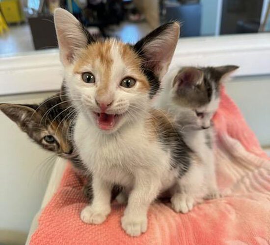 GCHS to hold Kitten Shower at Bell Tower May 13 News, Sports, Jobs